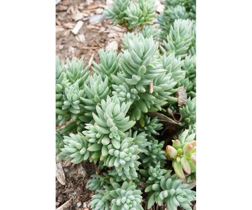 Turquoise Tails Blue Sedum